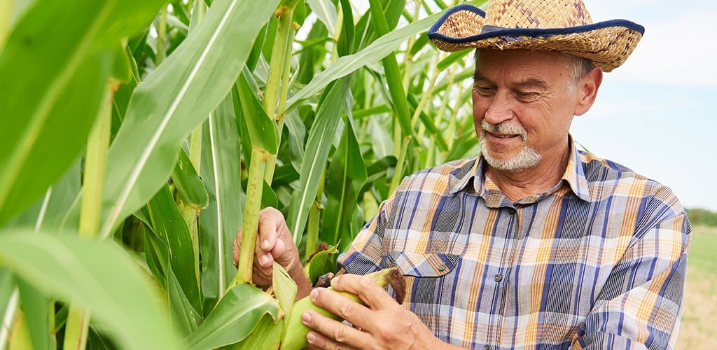 Man picking corn from his farm