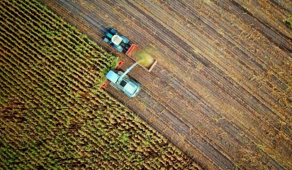 Tractor collecting wheat