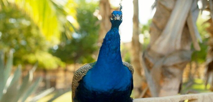 A peacock