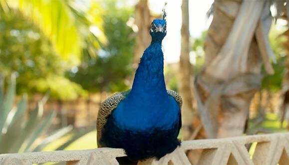 A peacock