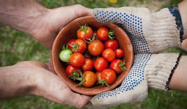 Two people holding a bowl of tomatoes